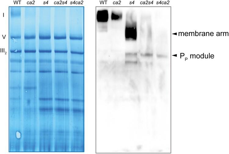 https://cdn.ncbi.nlm.nih.gov/pmc/blobs/0968/10069907/e96a20e202d5/kiad040f6.jpg