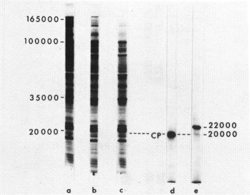 https://cdn.ncbi.nlm.nih.gov/pmc/blobs/096a/342127/d497177e4def/nar00467-0103-a.jpg