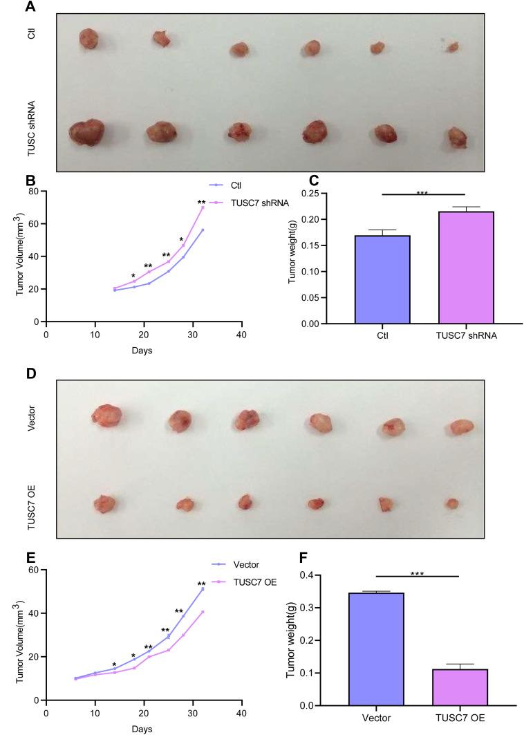 https://cdn.ncbi.nlm.nih.gov/pmc/blobs/096c/8296971/5326dfdbfd4d/CMAR-13-5763-g0004.jpg