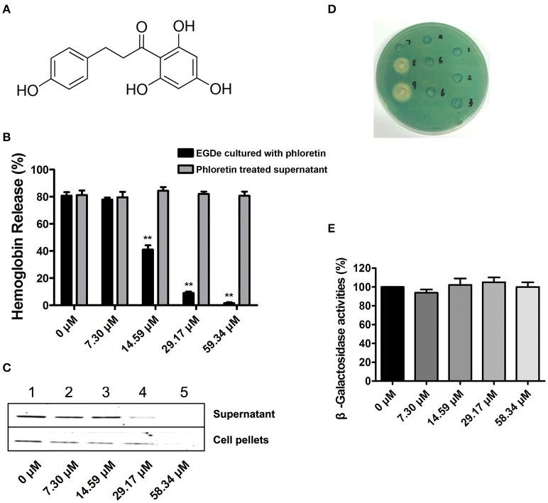 https://cdn.ncbi.nlm.nih.gov/pmc/blobs/096e/5244253/cb7cfddc8f96/fcimb-07-00009-g0001.jpg