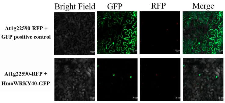 https://cdn.ncbi.nlm.nih.gov/pmc/blobs/0970/7926660/270a5230a55b/ijms-22-02171-g004.jpg