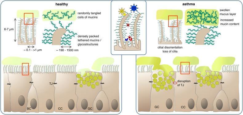 https://cdn.ncbi.nlm.nih.gov/pmc/blobs/0971/7198799/7d689b479e0d/fimmu-11-00761-g001.jpg