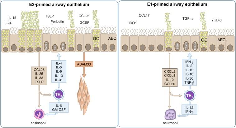 https://cdn.ncbi.nlm.nih.gov/pmc/blobs/0971/7198799/aa4d6d67dd1d/fimmu-11-00761-g004.jpg