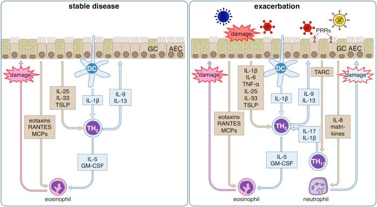 https://cdn.ncbi.nlm.nih.gov/pmc/blobs/0971/7198799/e2f403869b25/fimmu-11-00761-g003.jpg
