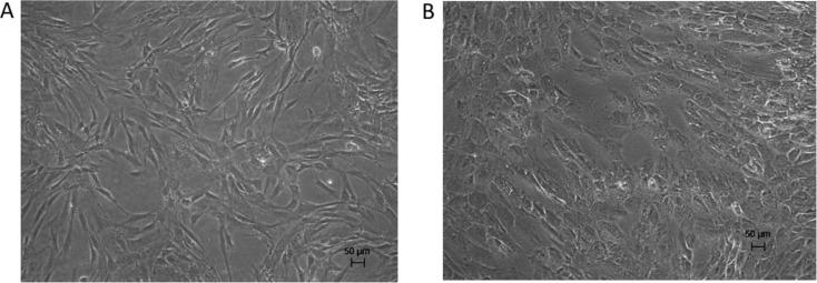 https://cdn.ncbi.nlm.nih.gov/pmc/blobs/0974/12168270/0b72798b9fac/13287_2025_4435_Fig1_HTML.jpg