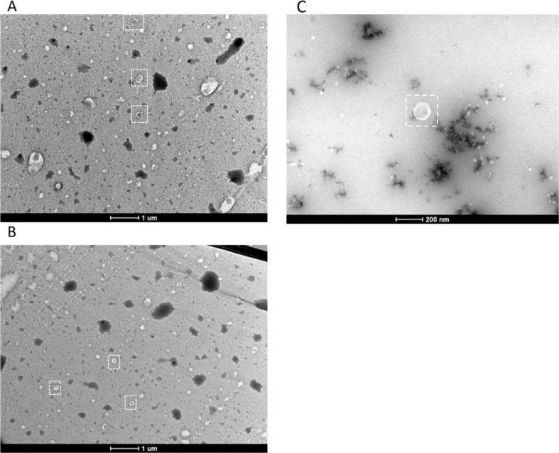 https://cdn.ncbi.nlm.nih.gov/pmc/blobs/0974/12168270/b99b5a4c526d/13287_2025_4435_Fig4_HTML.jpg