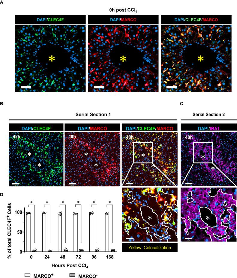 https://cdn.ncbi.nlm.nih.gov/pmc/blobs/0977/9562324/4d0db34b2393/fimmu-13-994480-g007.jpg