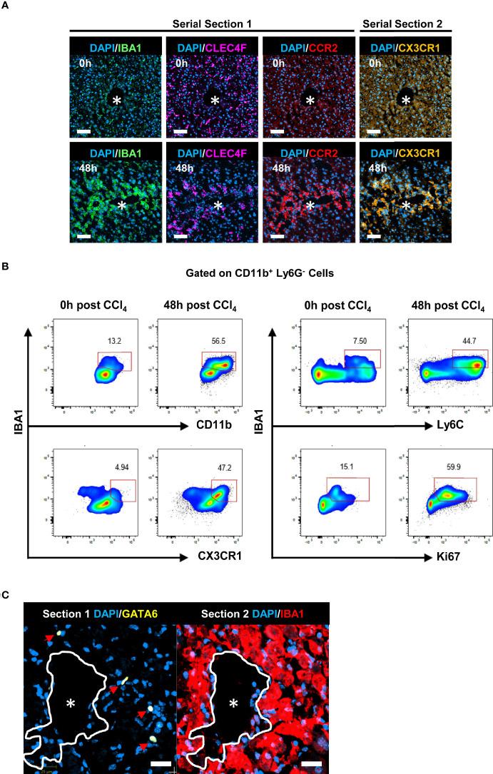 https://cdn.ncbi.nlm.nih.gov/pmc/blobs/0977/9562324/dc78a1fe0964/fimmu-13-994480-g006.jpg