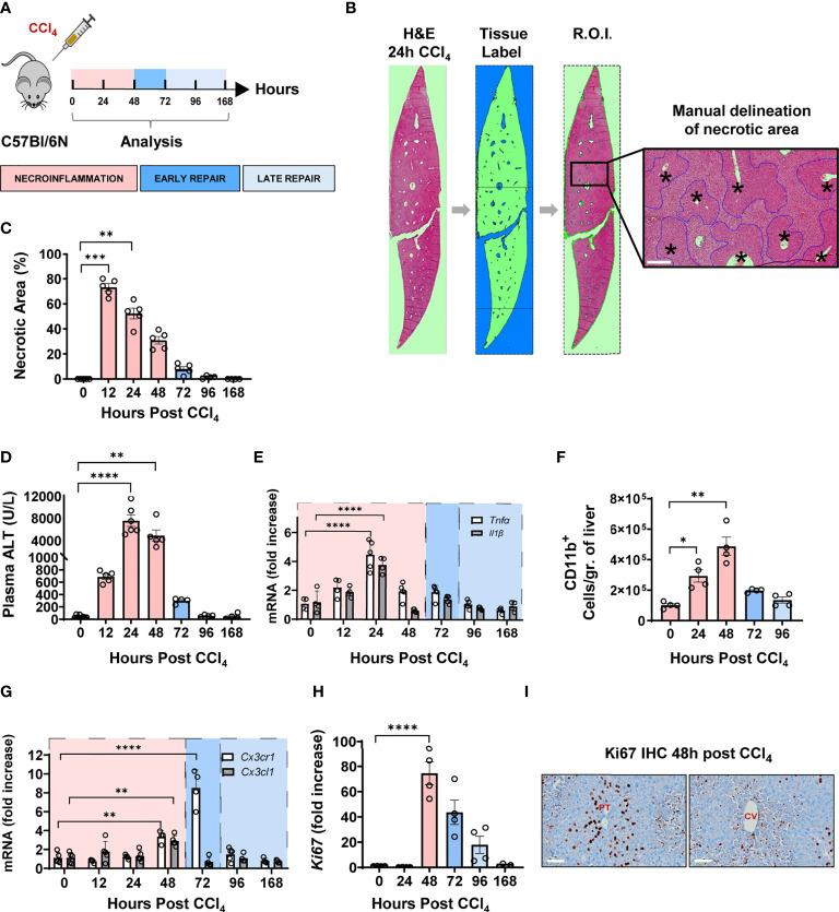 https://cdn.ncbi.nlm.nih.gov/pmc/blobs/0977/9562324/ffc29fe01cc5/fimmu-13-994480-g001.jpg