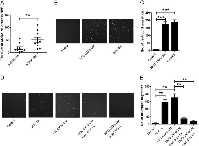 https://cdn.ncbi.nlm.nih.gov/pmc/blobs/097a/5859264/3e3db97db78c/41419_2018_458_Fig1_HTML.jpg