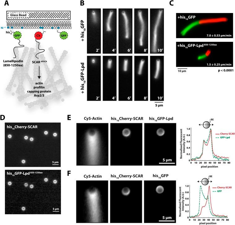 https://cdn.ncbi.nlm.nih.gov/pmc/blobs/097b/4543927/99294cbee4f8/elife06585f003.jpg