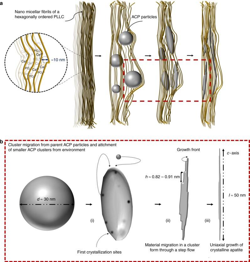 https://cdn.ncbi.nlm.nih.gov/pmc/blobs/097c/6177403/d9f93c9c7c7a/41467_2018_6570_Fig5_HTML.jpg