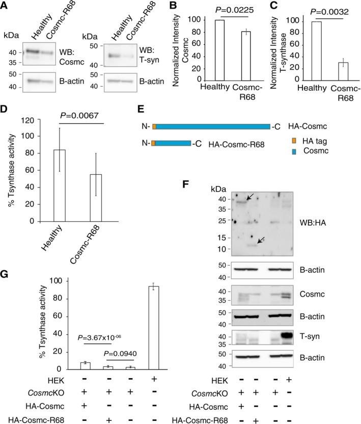 https://cdn.ncbi.nlm.nih.gov/pmc/blobs/097e/11826066/097bd628424b/JIMD-48-0-g002.jpg