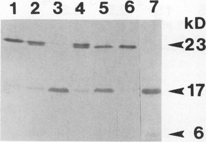 https://cdn.ncbi.nlm.nih.gov/pmc/blobs/0981/1062054/70d49cec07fc/plntphys00645-0233-a.jpg