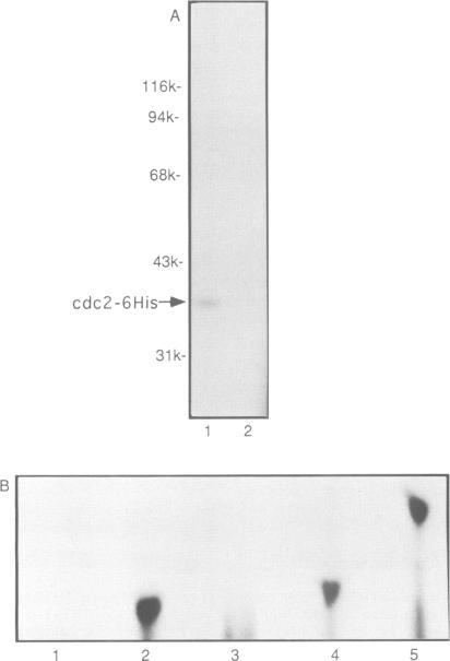 https://cdn.ncbi.nlm.nih.gov/pmc/blobs/0982/413177/ed0ee08f3509/emboj00073-0096-a.jpg