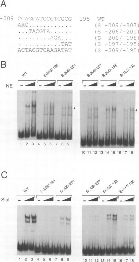 https://cdn.ncbi.nlm.nih.gov/pmc/blobs/0984/394452/6f5f37fe6942/emboj00039-0193-a.jpg
