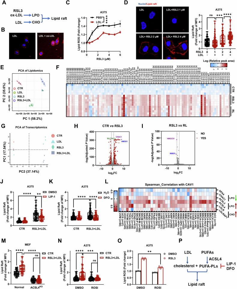 https://cdn.ncbi.nlm.nih.gov/pmc/blobs/0985/11439949/488e524fba1a/41419_2024_7098_Fig2_HTML.jpg