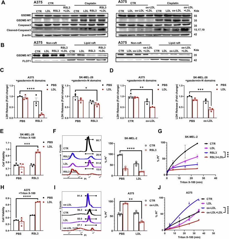 https://cdn.ncbi.nlm.nih.gov/pmc/blobs/0985/11439949/544b29cc3ae1/41419_2024_7098_Fig5_HTML.jpg