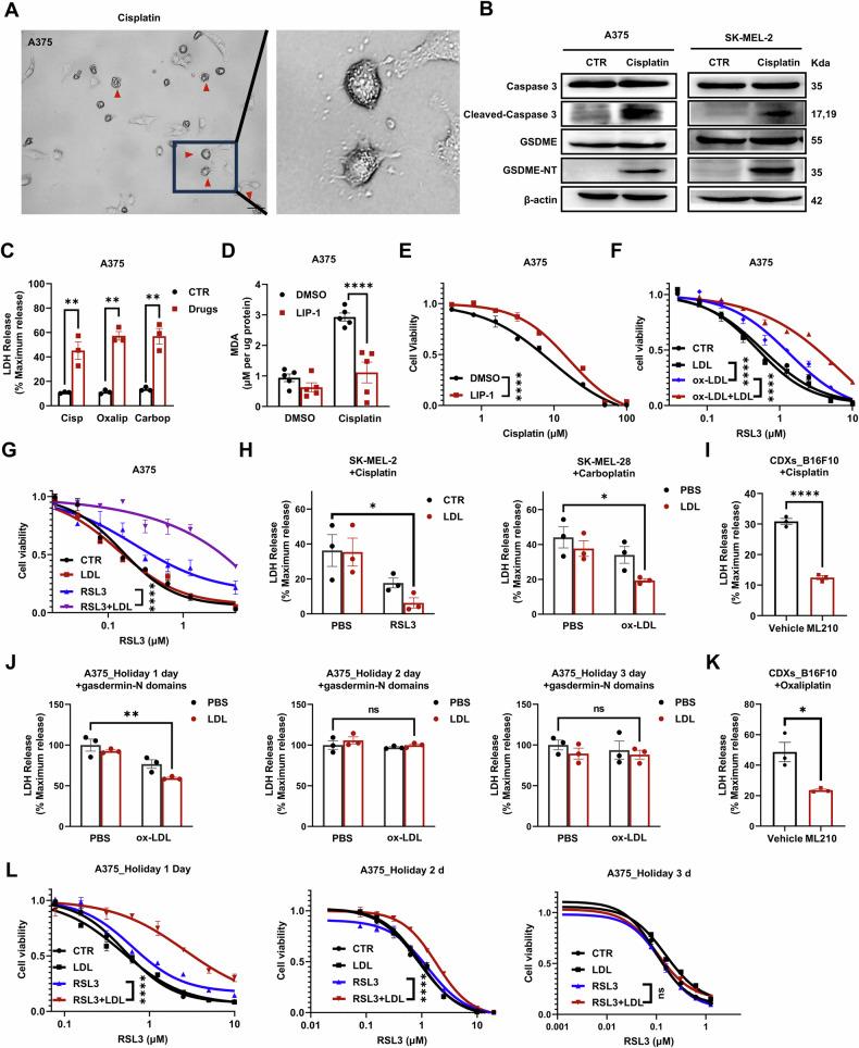 https://cdn.ncbi.nlm.nih.gov/pmc/blobs/0985/11439949/cc16b0790b40/41419_2024_7098_Fig4_HTML.jpg