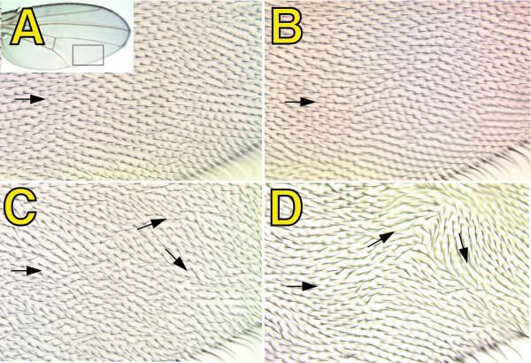 https://cdn.ncbi.nlm.nih.gov/pmc/blobs/0986/544560/8b65e8fb6ed4/1471-213X-4-15-3.jpg