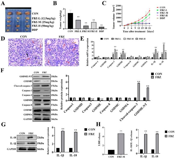 https://cdn.ncbi.nlm.nih.gov/pmc/blobs/098b/12314287/8c9747930c14/fphar-16-1596694-g002.jpg