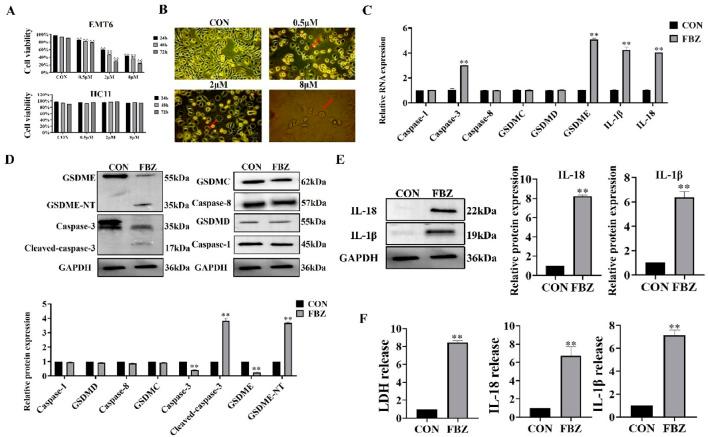 https://cdn.ncbi.nlm.nih.gov/pmc/blobs/098b/12314287/acd884acd6f6/fphar-16-1596694-g004.jpg