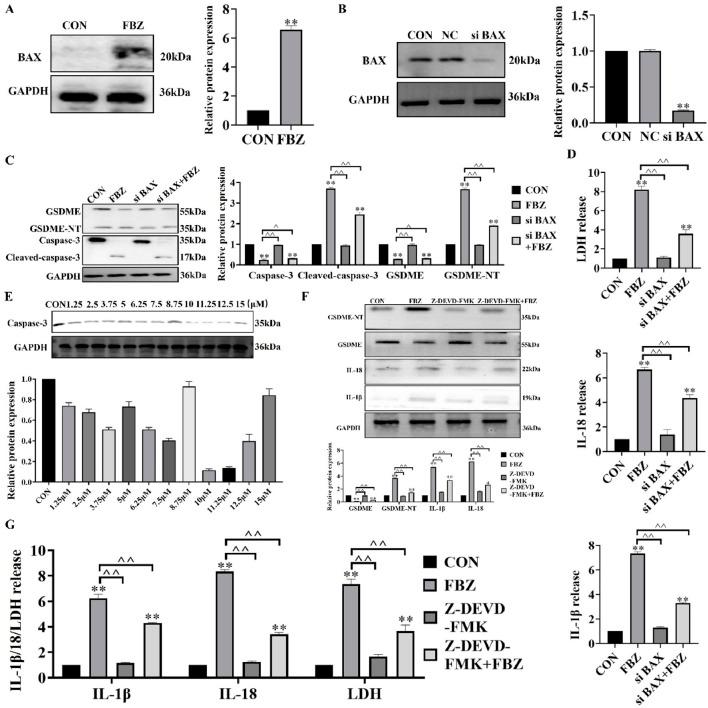 https://cdn.ncbi.nlm.nih.gov/pmc/blobs/098b/12314287/da14cc943f6b/fphar-16-1596694-g006.jpg