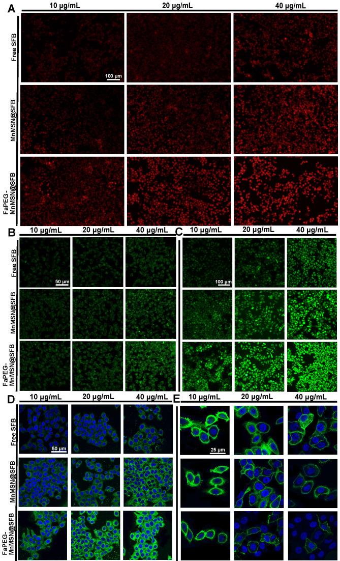 https://cdn.ncbi.nlm.nih.gov/pmc/blobs/098c/7449918/96ebf1082464/thnov10p9865g007.jpg