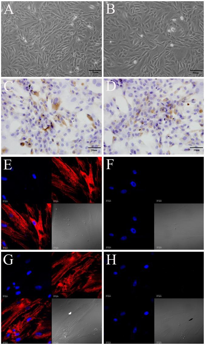 https://cdn.ncbi.nlm.nih.gov/pmc/blobs/098d/4866970/18b33c59c91c/IJMM-37-06-1475-g01.jpg
