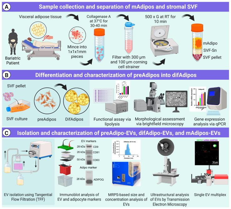 https://cdn.ncbi.nlm.nih.gov/pmc/blobs/098e/12153563/1c02431ac55e/cells-14-00757-g001.jpg