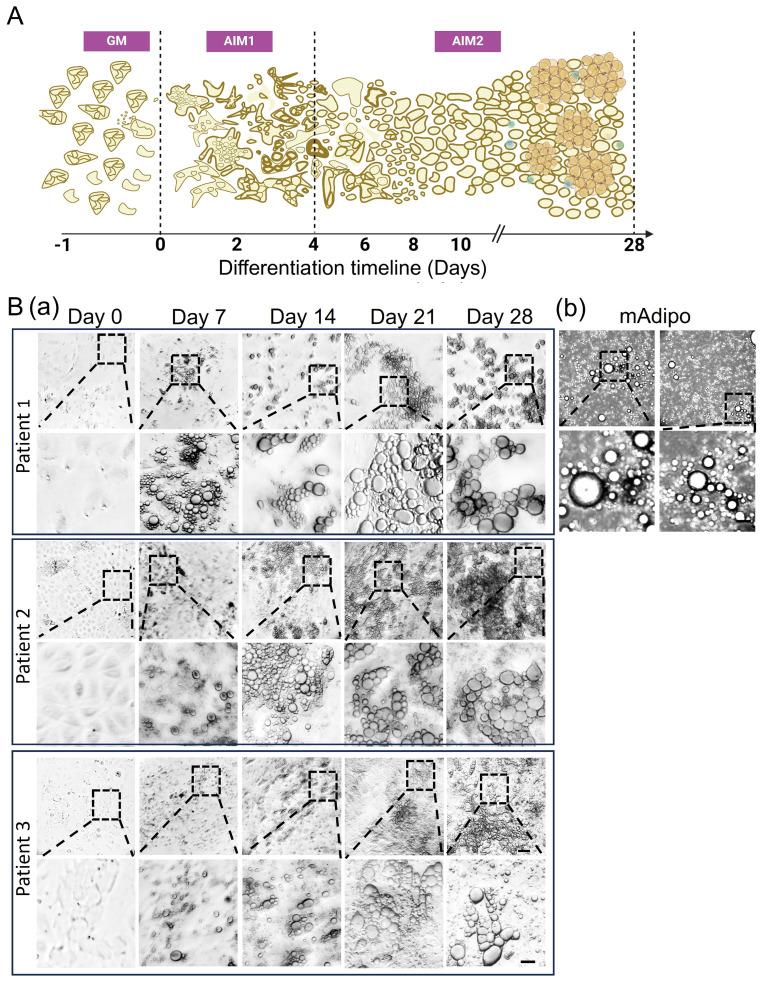 https://cdn.ncbi.nlm.nih.gov/pmc/blobs/098e/12153563/40a59382a863/cells-14-00757-g002.jpg