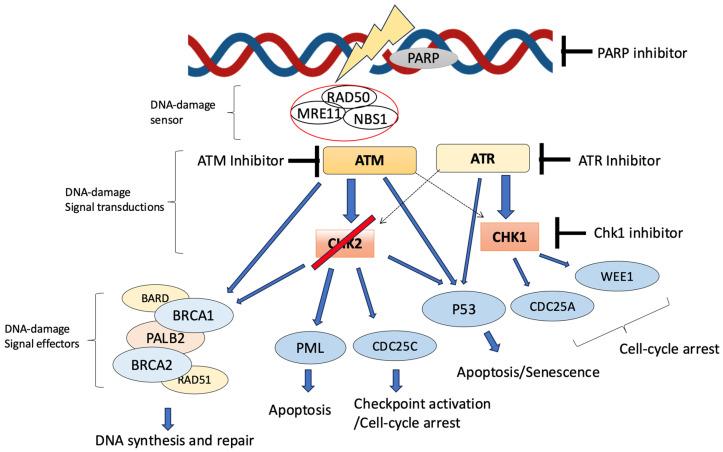 https://cdn.ncbi.nlm.nih.gov/pmc/blobs/0990/12028195/6fcc542d3ea3/jcm-14-02815-g001.jpg