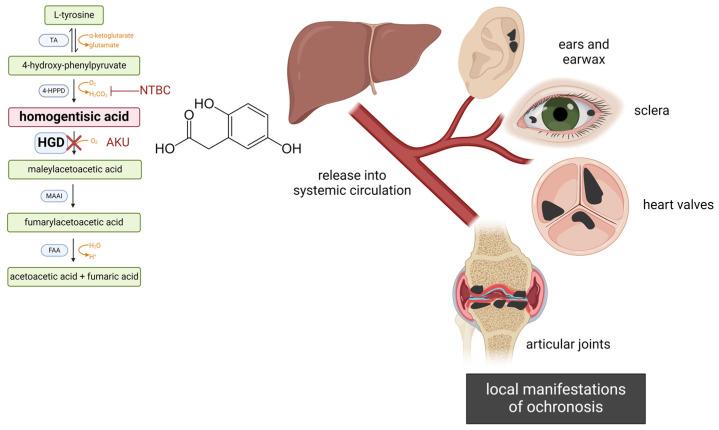 https://cdn.ncbi.nlm.nih.gov/pmc/blobs/0992/11201470/bb22f8c85742/cells-13-01072-g001.jpg