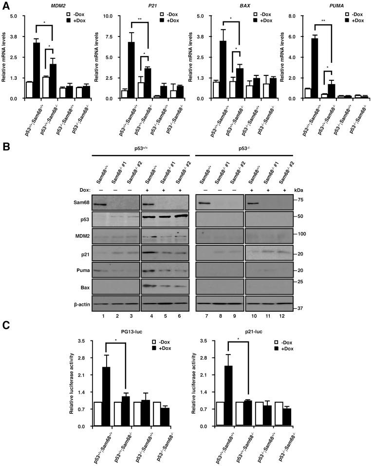 https://cdn.ncbi.nlm.nih.gov/pmc/blobs/0992/5062974/0ee9398262cc/gkw582fig2a.jpg