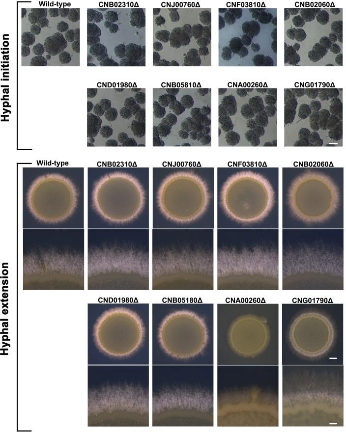 https://cdn.ncbi.nlm.nih.gov/pmc/blobs/0992/6235564/a7688a0eaa27/elife-38683-fig4-figsupp1.jpg