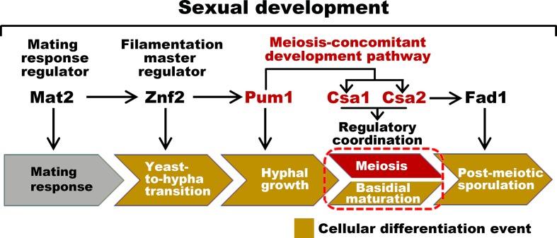 https://cdn.ncbi.nlm.nih.gov/pmc/blobs/0992/6235564/bf6475c833ef/elife-38683-fig7.jpg