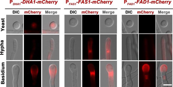 https://cdn.ncbi.nlm.nih.gov/pmc/blobs/0992/6235564/e9a5666f724c/elife-38683-fig2-figsupp1.jpg