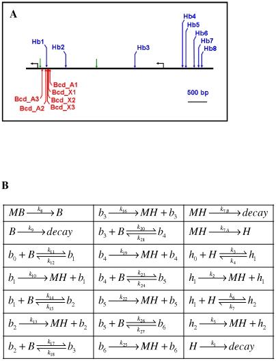 https://cdn.ncbi.nlm.nih.gov/pmc/blobs/0994/3033364/740114271f0d/pcbi.1001069.g002.jpg