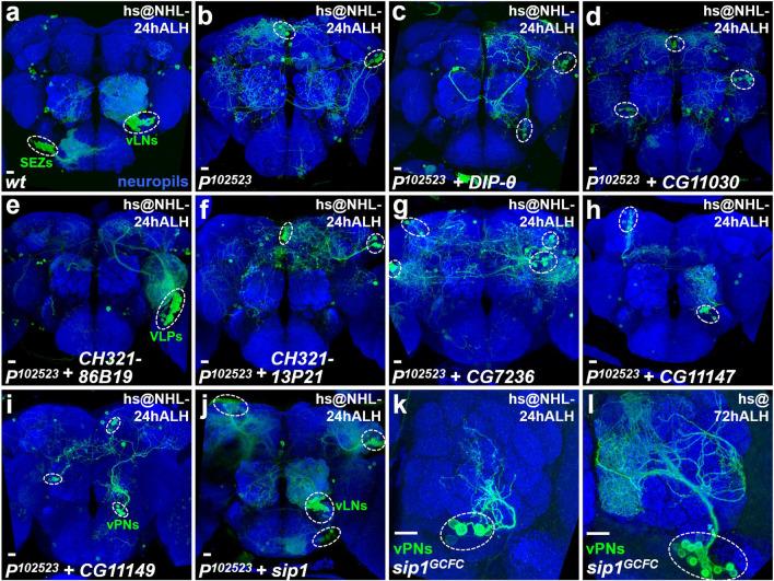 https://cdn.ncbi.nlm.nih.gov/pmc/blobs/0995/8742078/25073541f3dd/41598_2021_4474_Fig5_HTML.jpg
