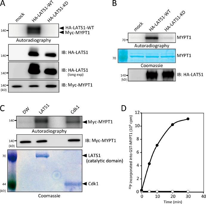 https://cdn.ncbi.nlm.nih.gov/pmc/blobs/0998/3404884/20d150ae9a2b/JCB_201110110R_Fig1.jpg
