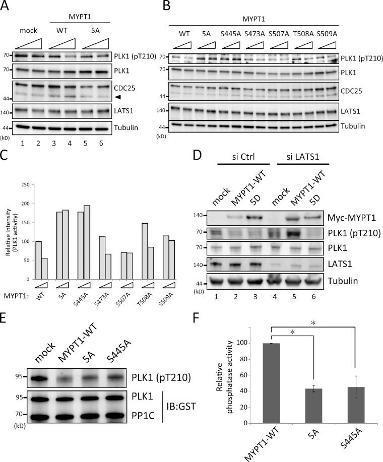 https://cdn.ncbi.nlm.nih.gov/pmc/blobs/0998/3404884/60df88713813/JCB_201110110R_Fig5.jpg