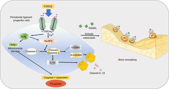 https://cdn.ncbi.nlm.nih.gov/pmc/blobs/099b/10788340/153e6992e7f3/41368_2023_268_Fig8_HTML.jpg