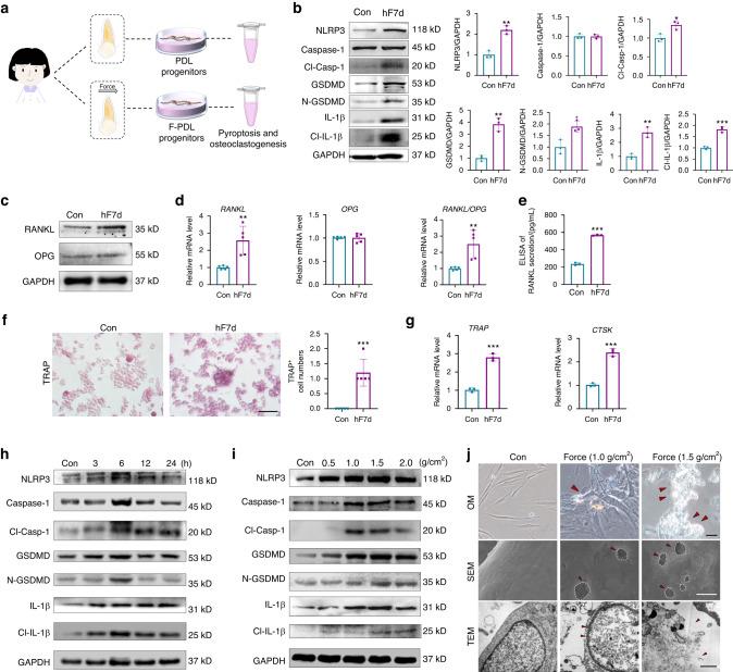 https://cdn.ncbi.nlm.nih.gov/pmc/blobs/099b/10788340/62b86eb2e401/41368_2023_268_Fig4_HTML.jpg