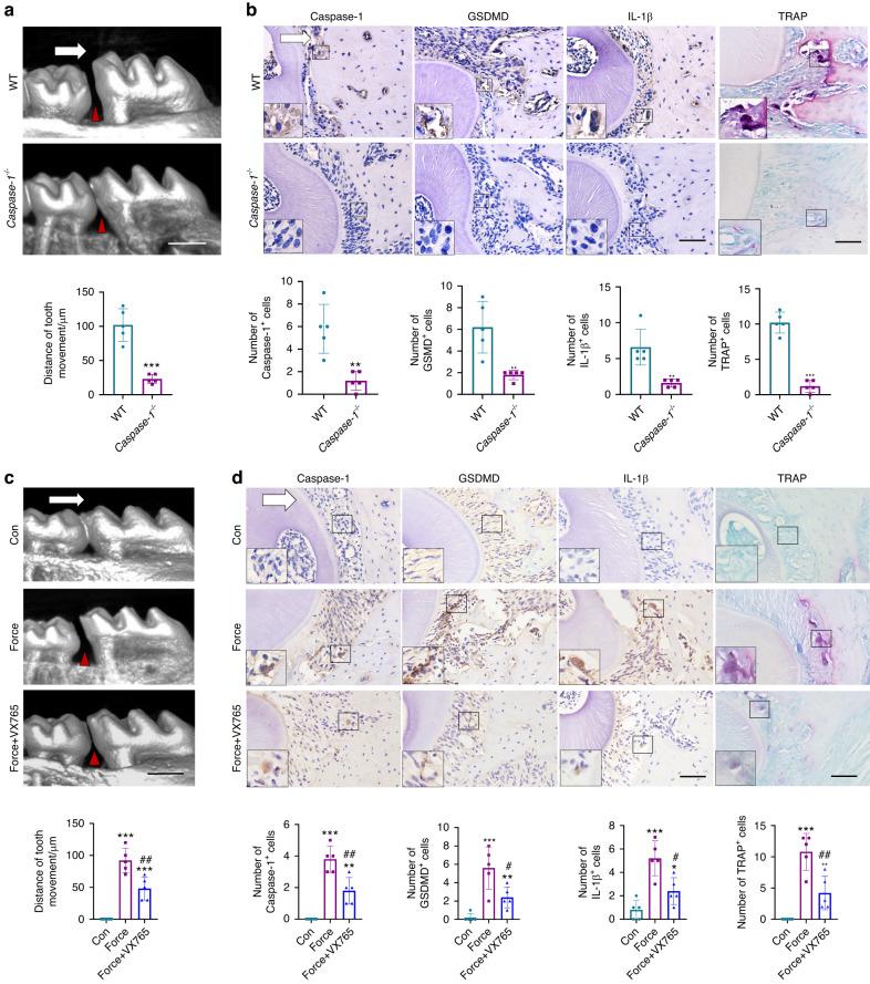 https://cdn.ncbi.nlm.nih.gov/pmc/blobs/099b/10788340/c6e25b39ae0c/41368_2023_268_Fig3_HTML.jpg