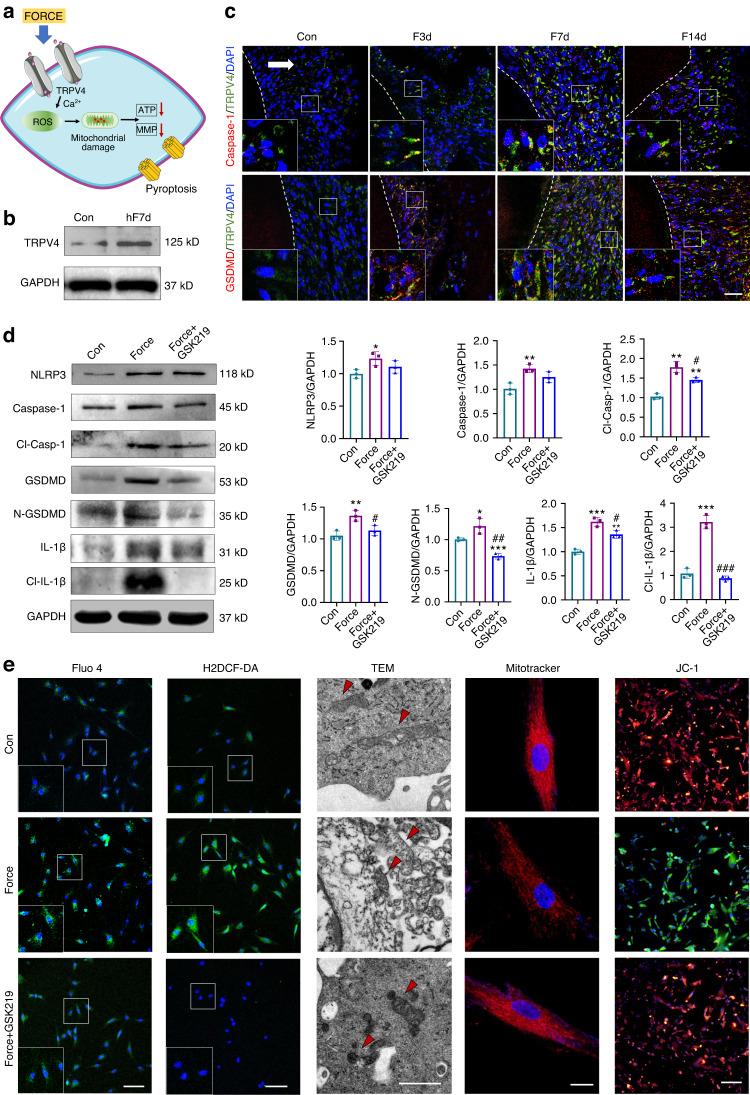 https://cdn.ncbi.nlm.nih.gov/pmc/blobs/099b/10788340/de1cc6d564a9/41368_2023_268_Fig7_HTML.jpg