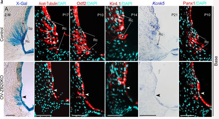 https://cdn.ncbi.nlm.nih.gov/pmc/blobs/09a3/10268240/b2d84237091c/pnas.2220867120fig04.jpg
