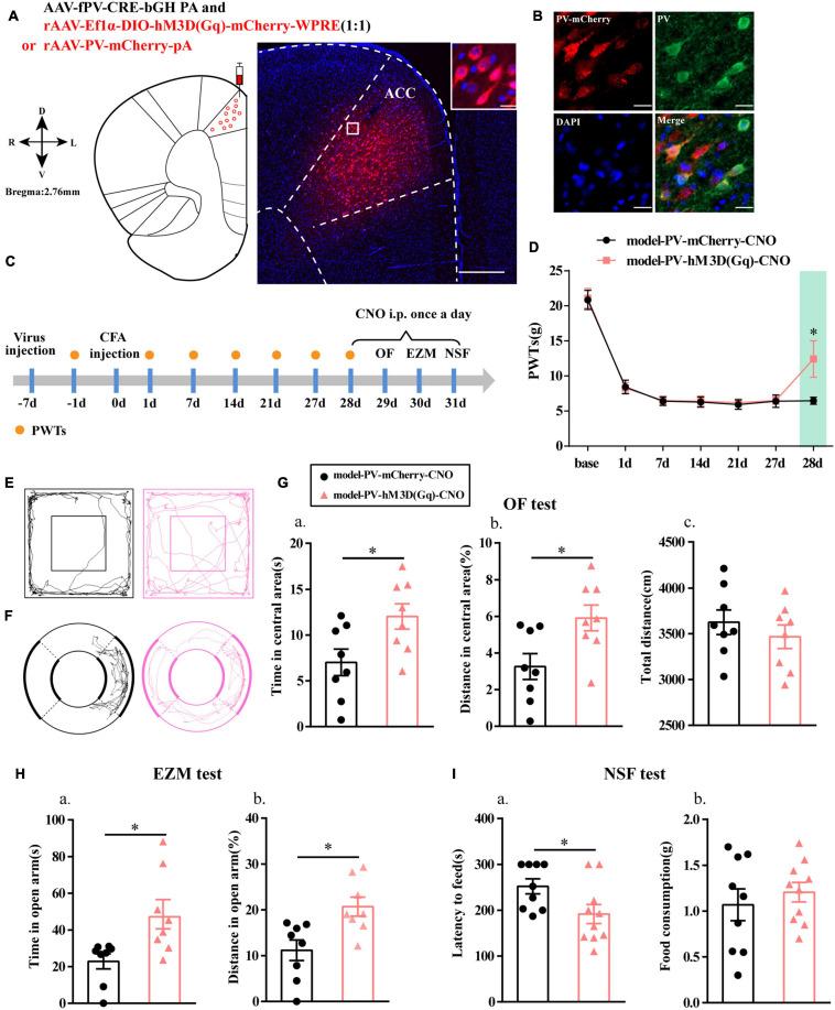https://cdn.ncbi.nlm.nih.gov/pmc/blobs/09a4/8287862/7df5584d5a51/fnins-15-691931-g003.jpg
