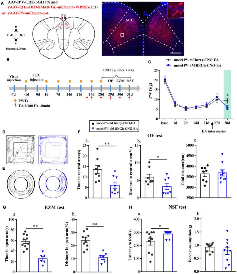 https://cdn.ncbi.nlm.nih.gov/pmc/blobs/09a4/8287862/9444702b41cf/fnins-15-691931-g007.jpg