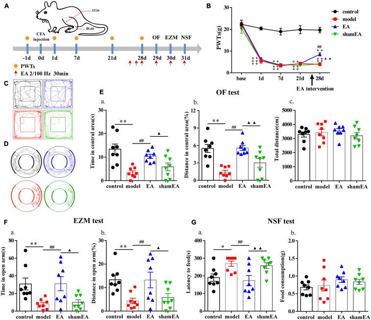 https://cdn.ncbi.nlm.nih.gov/pmc/blobs/09a4/8287862/abd9d916021f/fnins-15-691931-g005.jpg