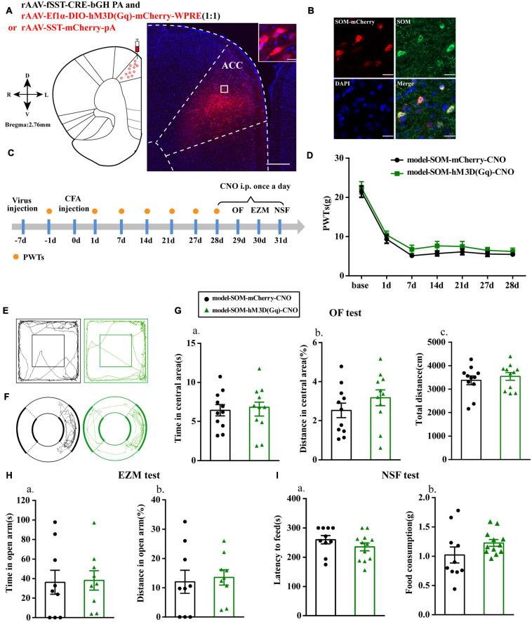 https://cdn.ncbi.nlm.nih.gov/pmc/blobs/09a4/8287862/f1fdb2b806d6/fnins-15-691931-g004.jpg